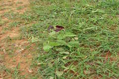 Macroptilium atropurpureum